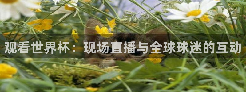 玩球直播app苹果下载：观看世界杯：现场直播与全球球迷的互动